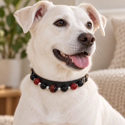 EVARILO Ember Beaded Pet Collar — dog wearing the collar