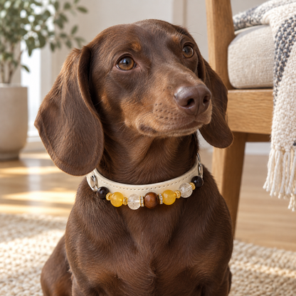 Dog wearing the EVARILO pet collar.