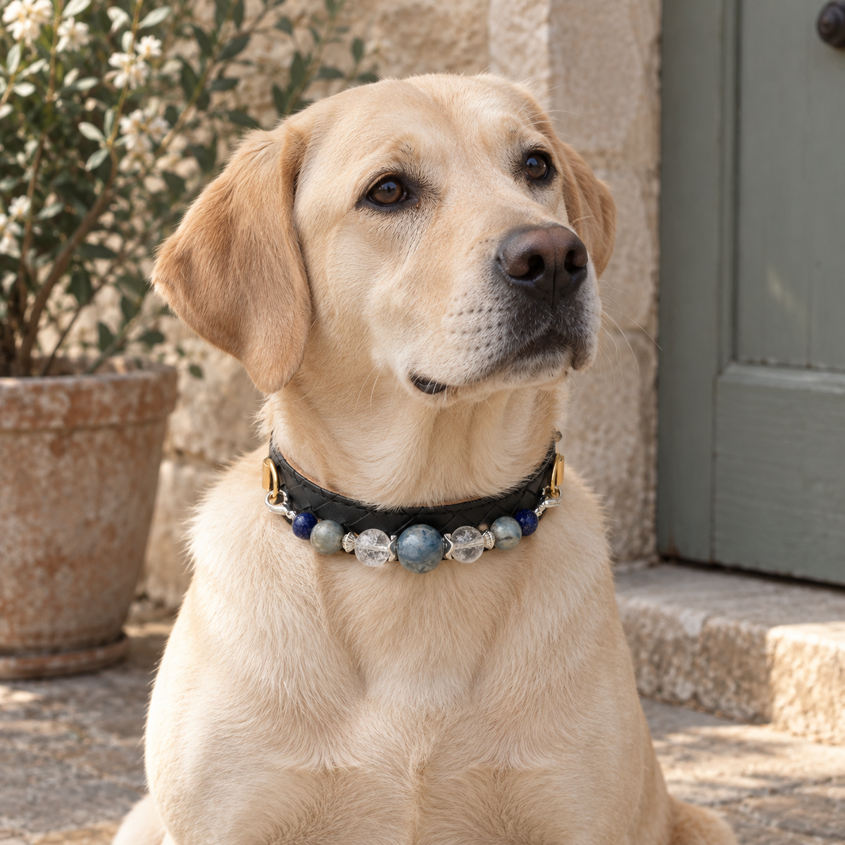 Dog wearing the EVARILO pet collar.