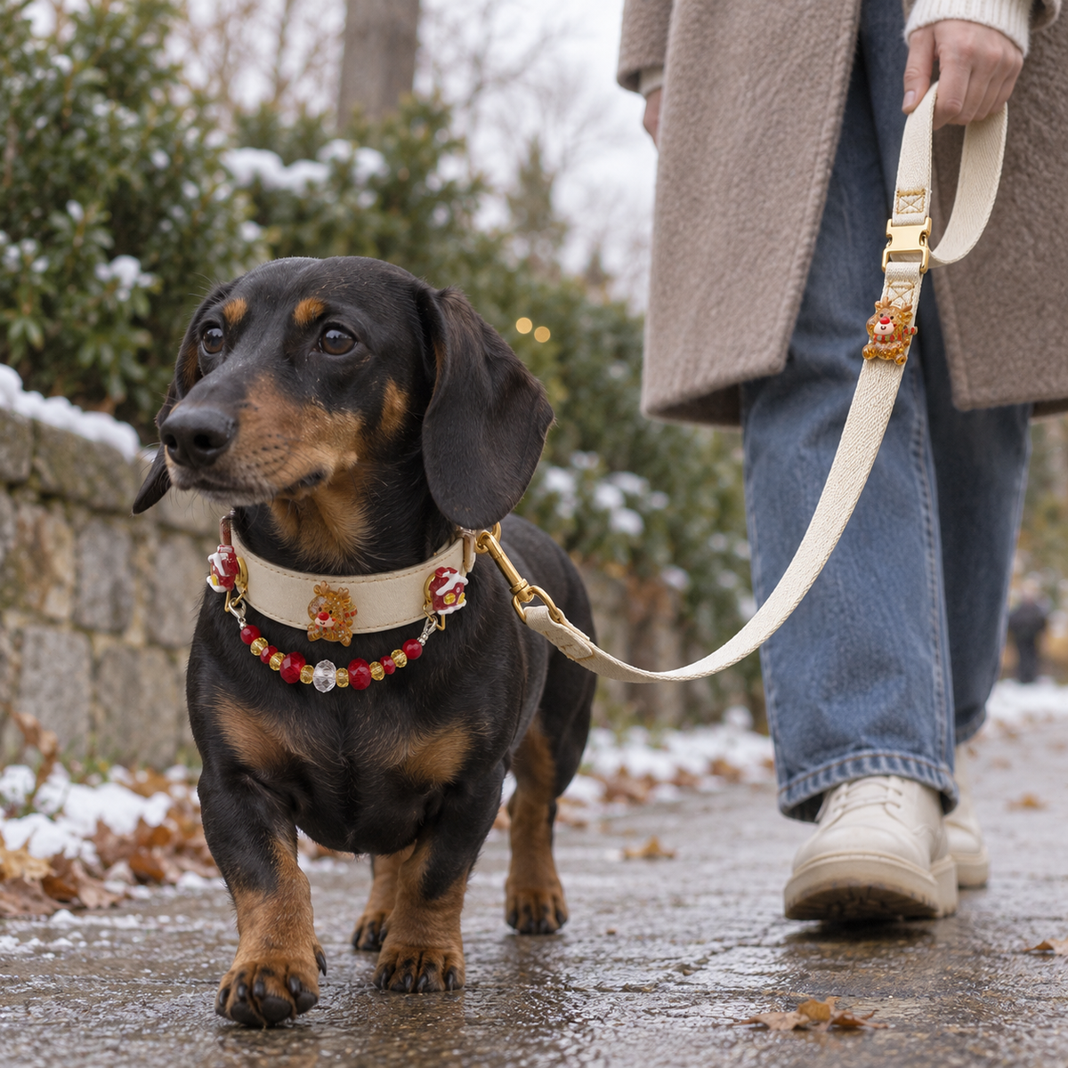 Dog wearing the EVARILO pet collar with its matching leash held by an owner.